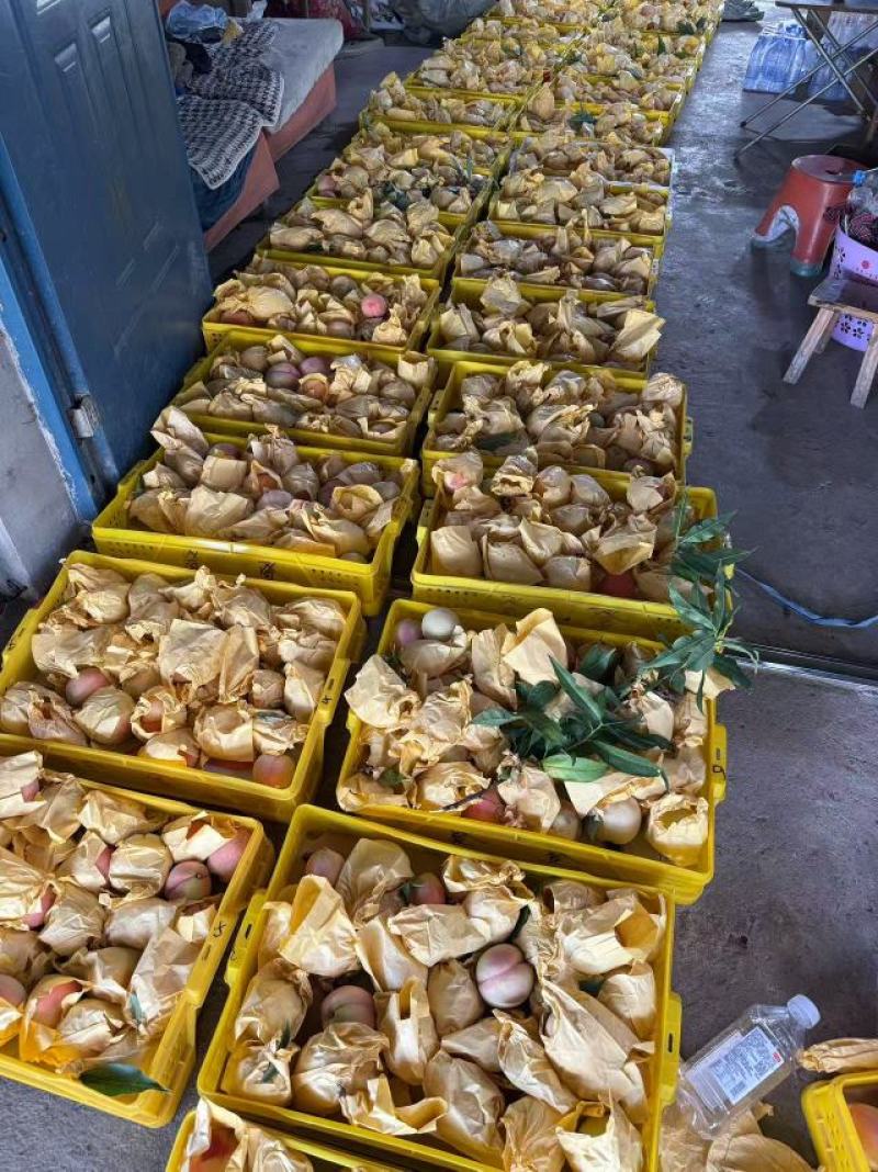 阳山水蜜桃，白凤湖景上市，现摘现发
