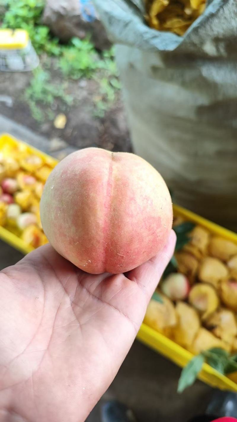 阳山水蜜桃，白凤湖景上市，现摘现发