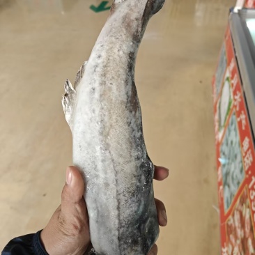 无头鳕鱼，4-8两，18-19条