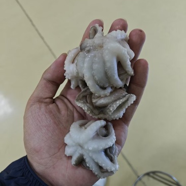 翻花小章鱼🐙🐙🐙大小两种规格