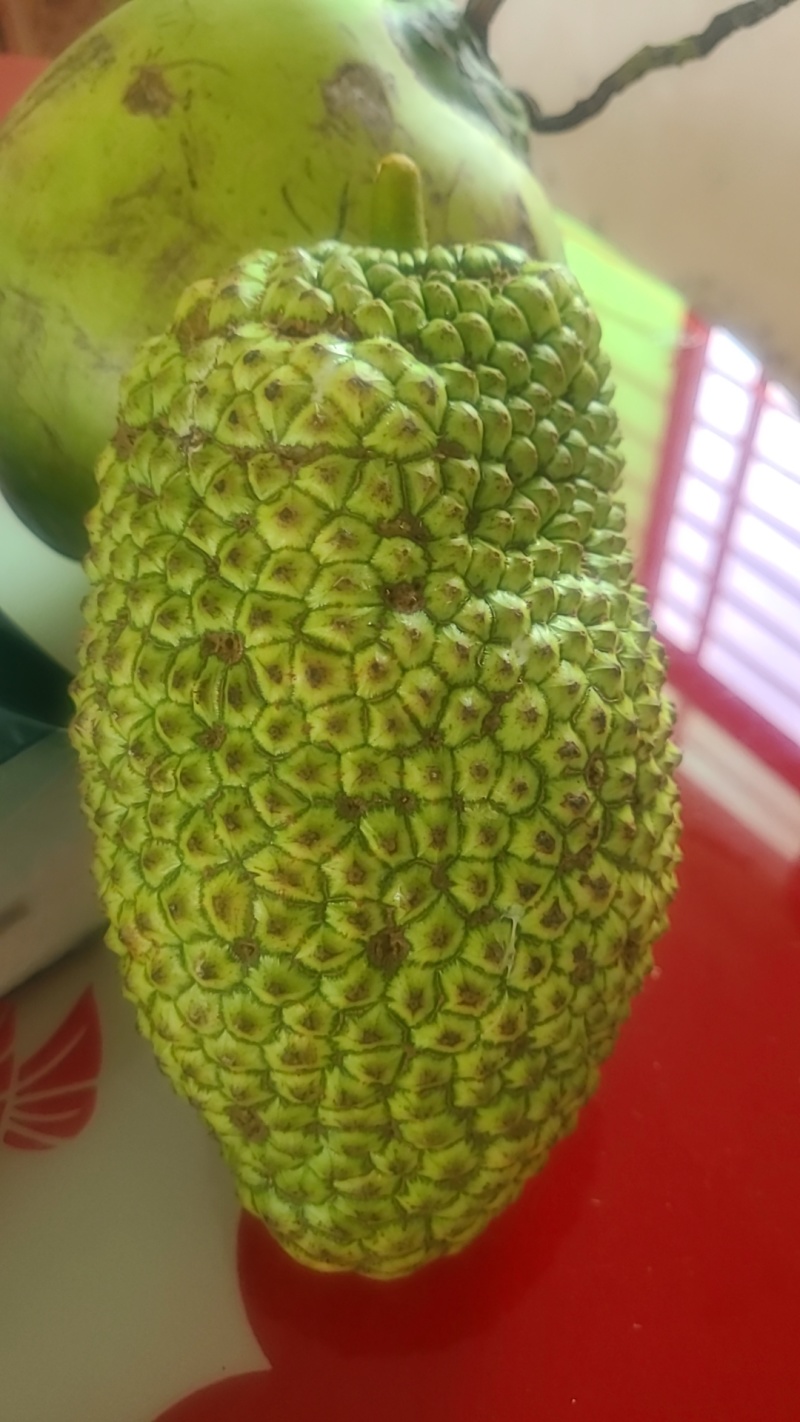 海南尖密拉