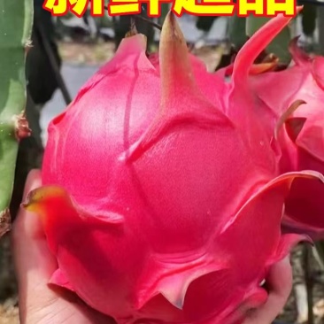 红心火龙果