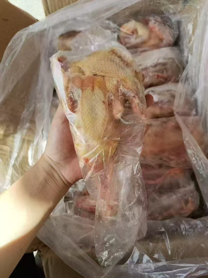 一级鸽子半净5/6两3000支