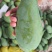广西百色芒果