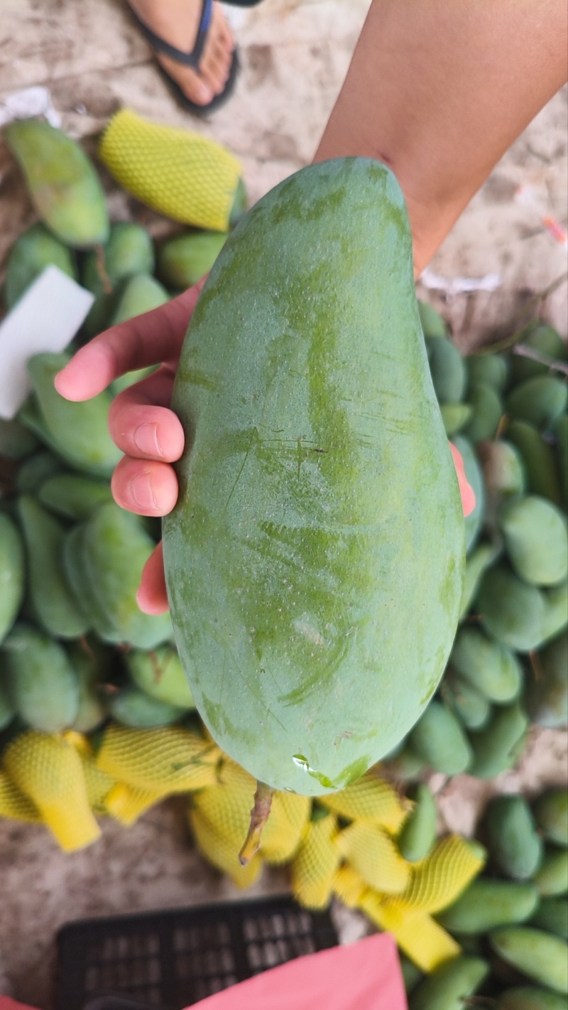 广西百色芒果