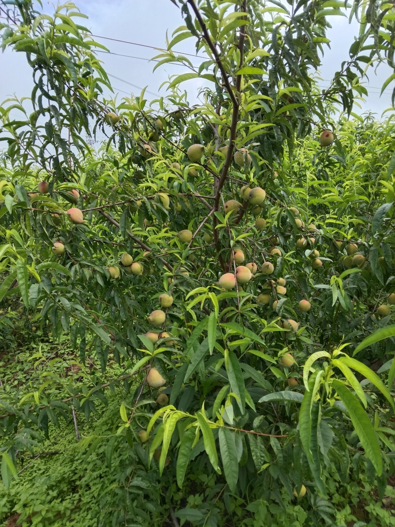 云南建水水蜜桃