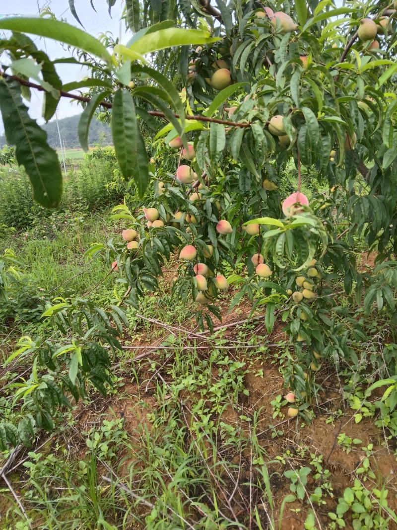 云南建水水蜜桃