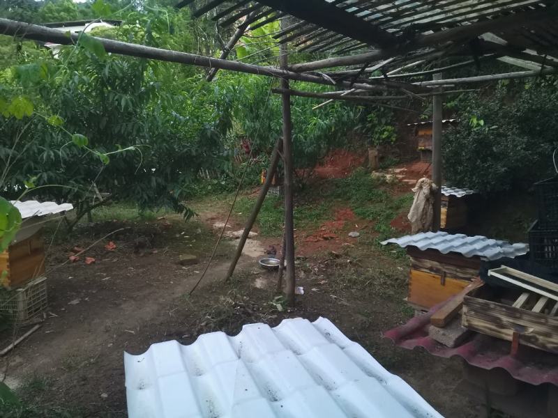自家养中蜂土蜂蜜