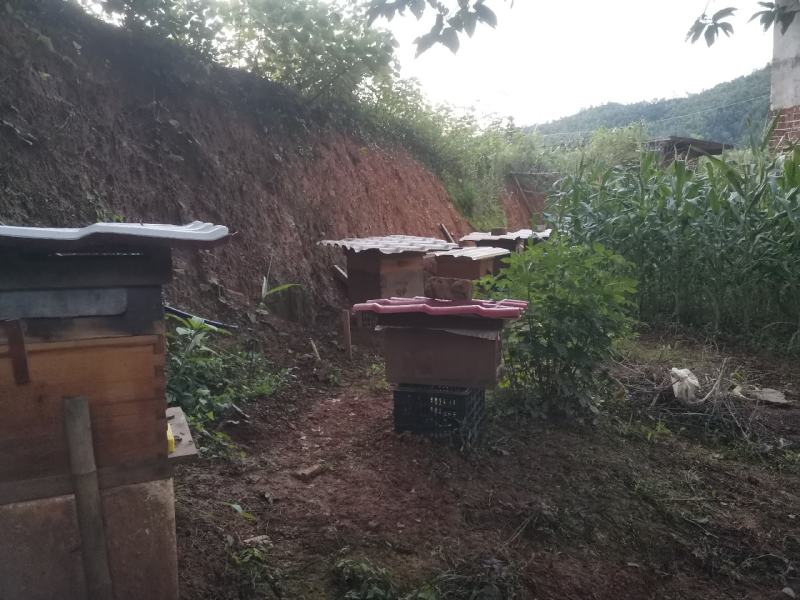 自家养中蜂土蜂蜜