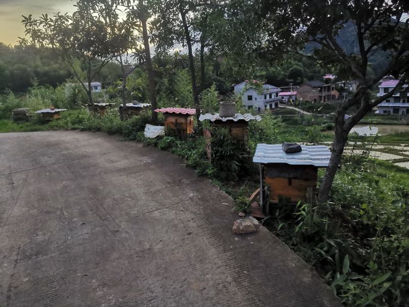 自家养中蜂土蜂蜜