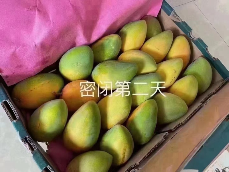 田东芒果