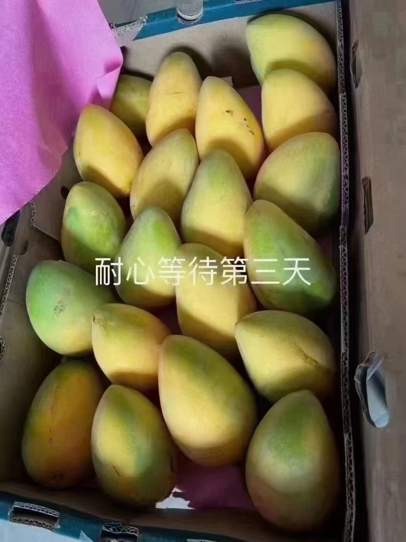 田东芒果