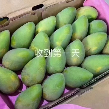田东芒果