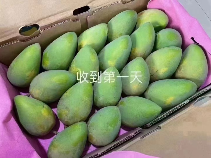 田东芒果