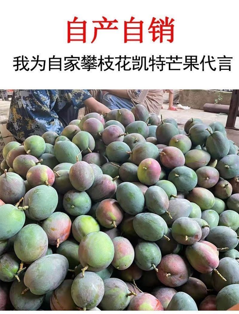 攀枝花凯特芒果一件代发
