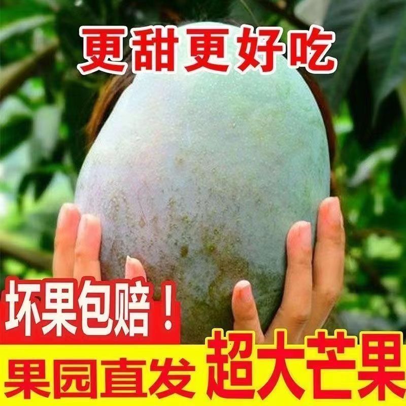 攀枝花凯特芒果一件代发