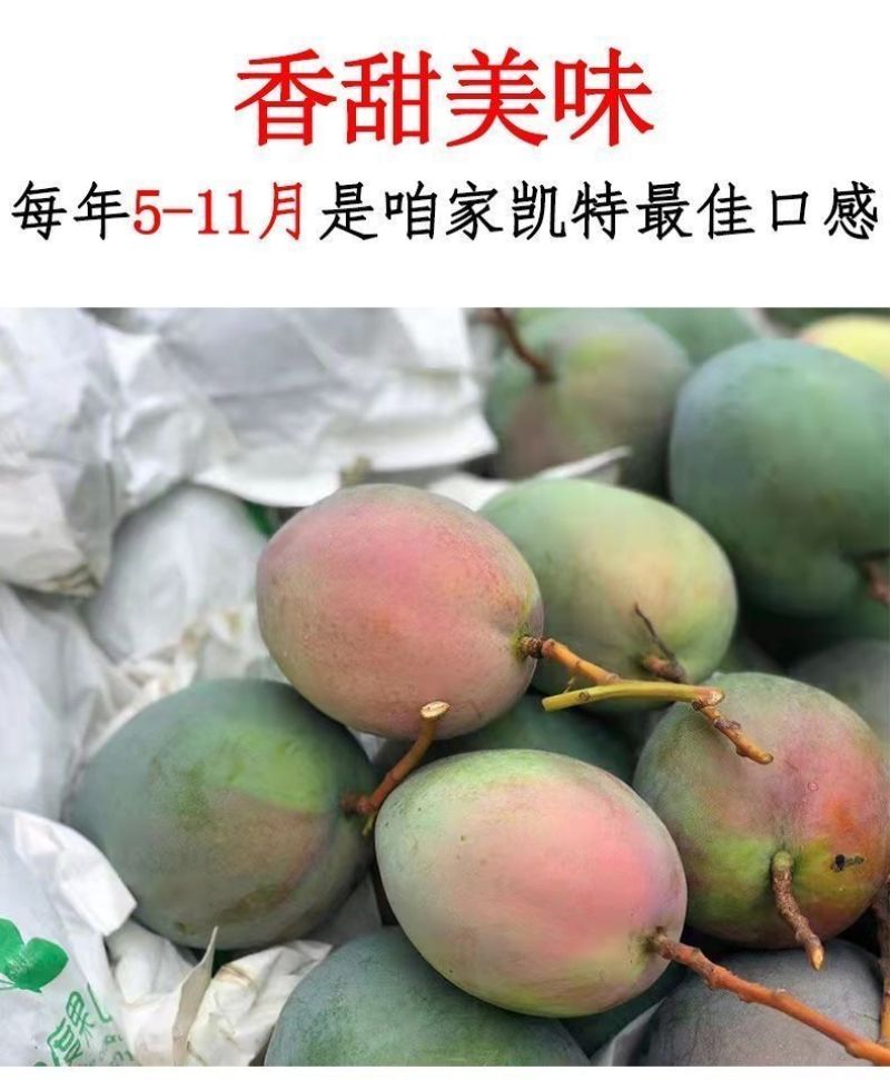 攀枝花凯特芒果一件代发