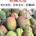 攀枝花凯特芒果一件代发
