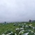 云南小香葱葱叶，全国可发
