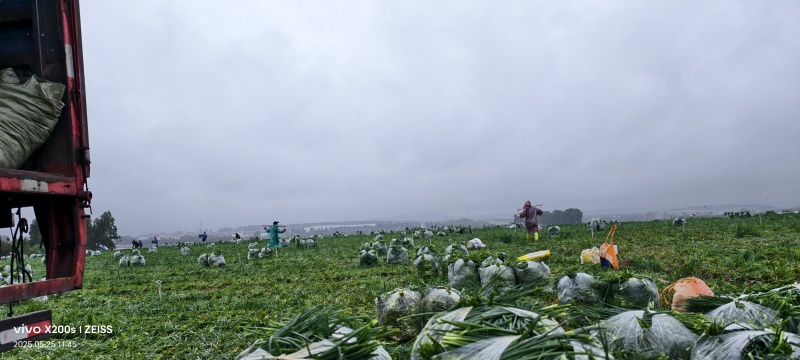 云南小香葱葱叶，全国可发
