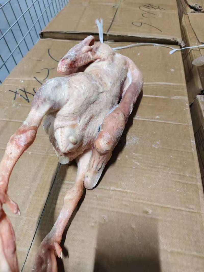 老鹅38斤半净膛