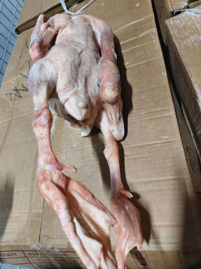 老鹅38斤半净膛