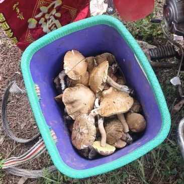 野生菌