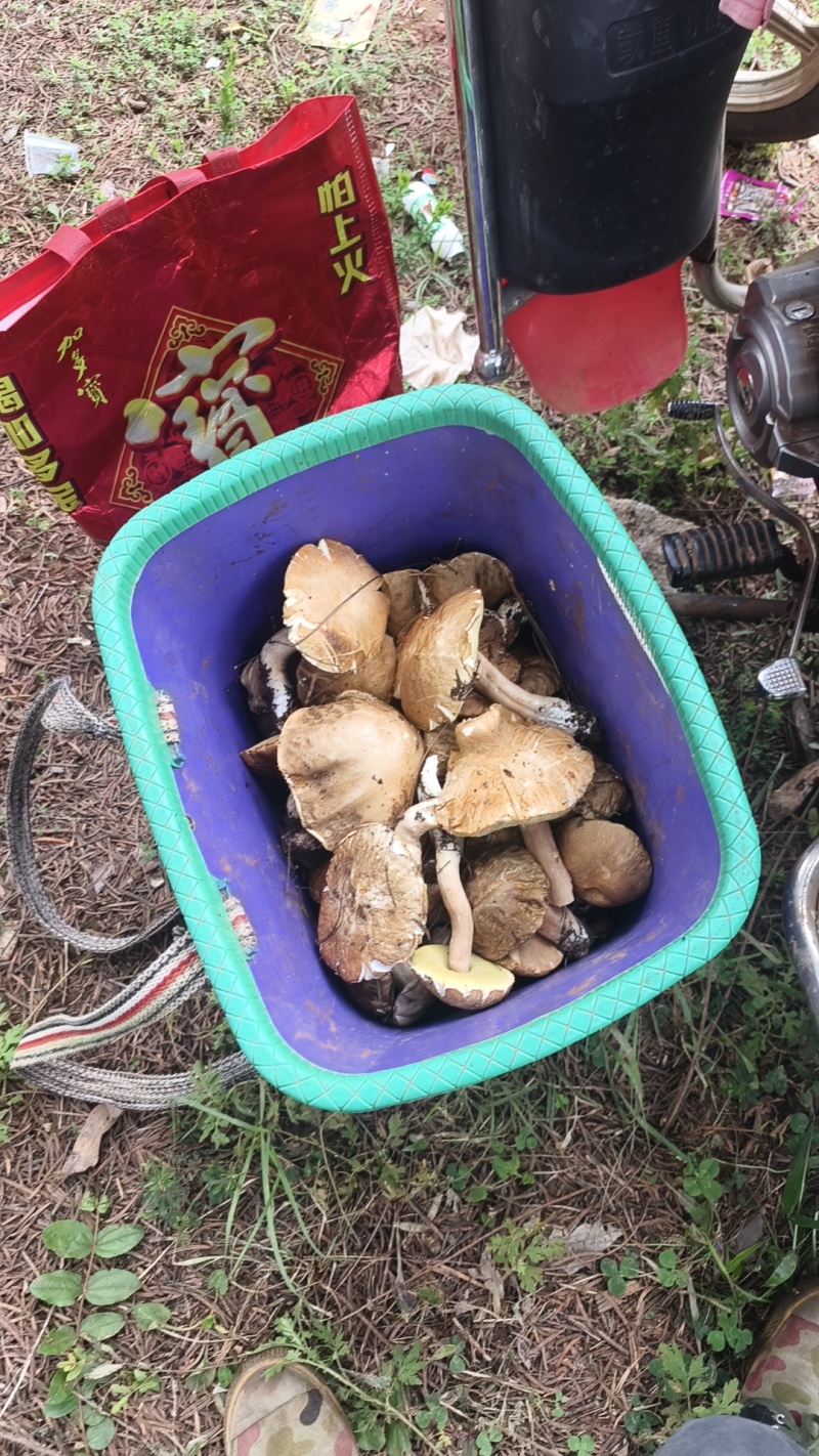 野生菌