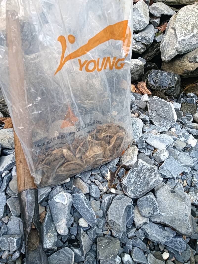 双肾草