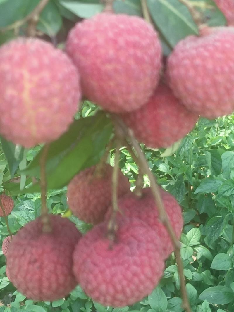 荔枝