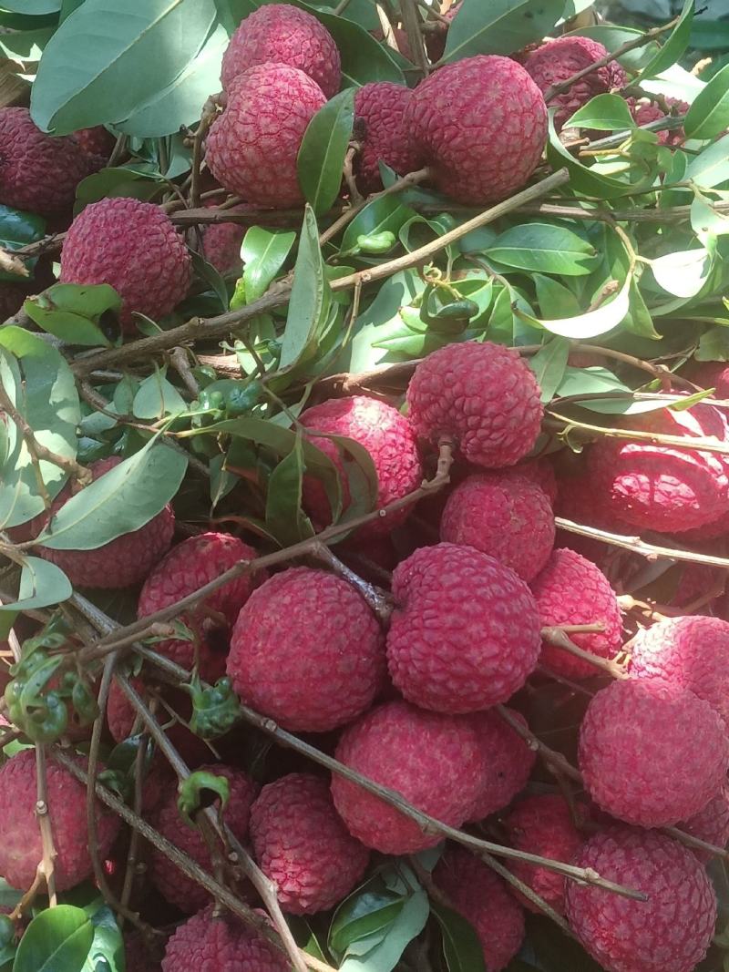 荔枝