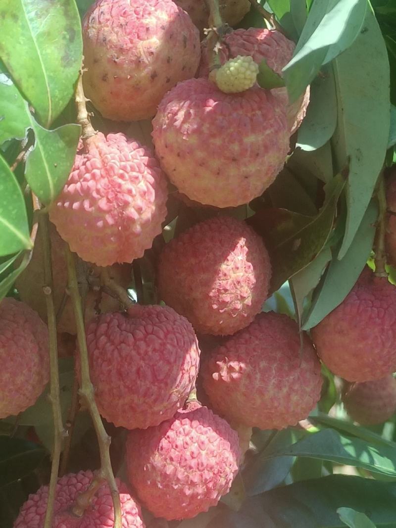 荔枝