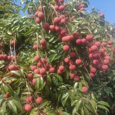 荔枝