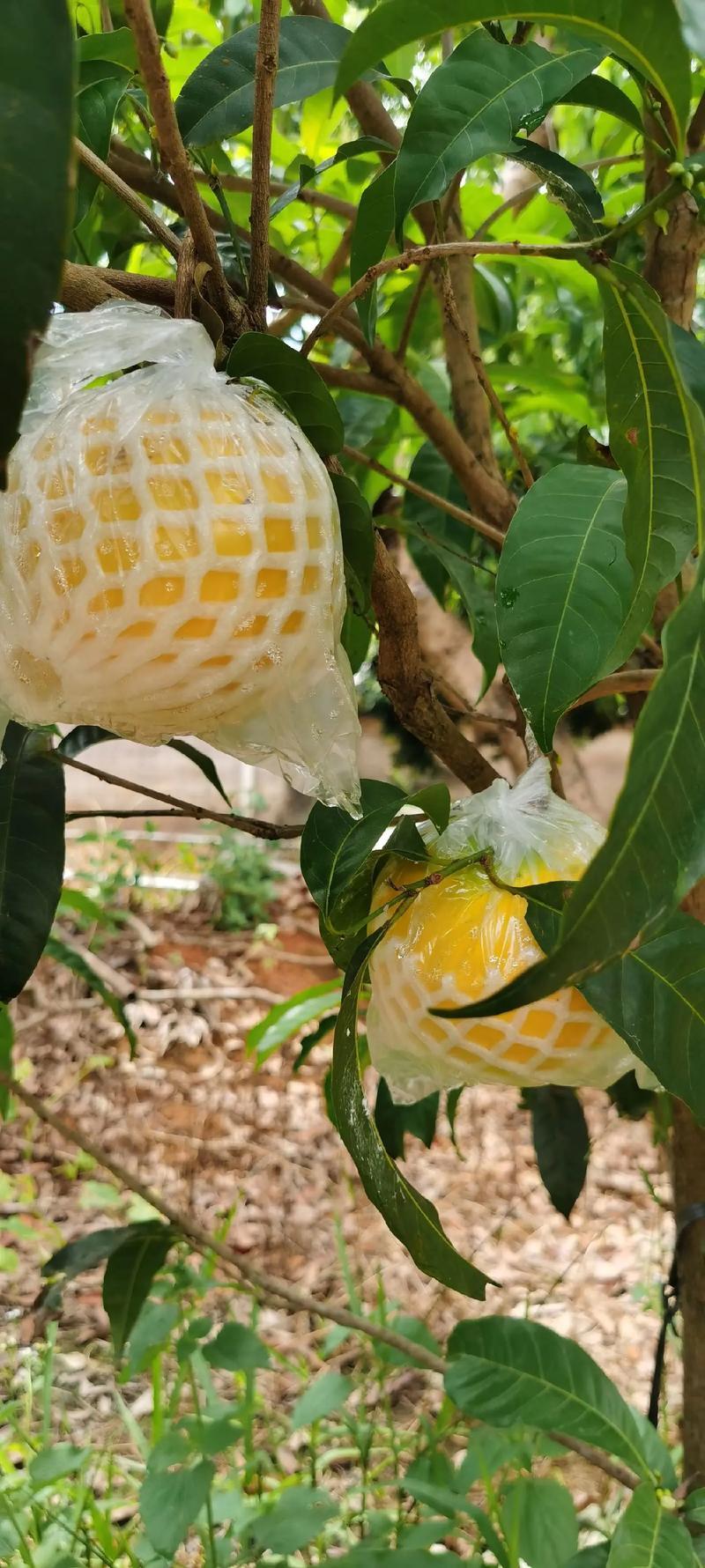 黄晶果