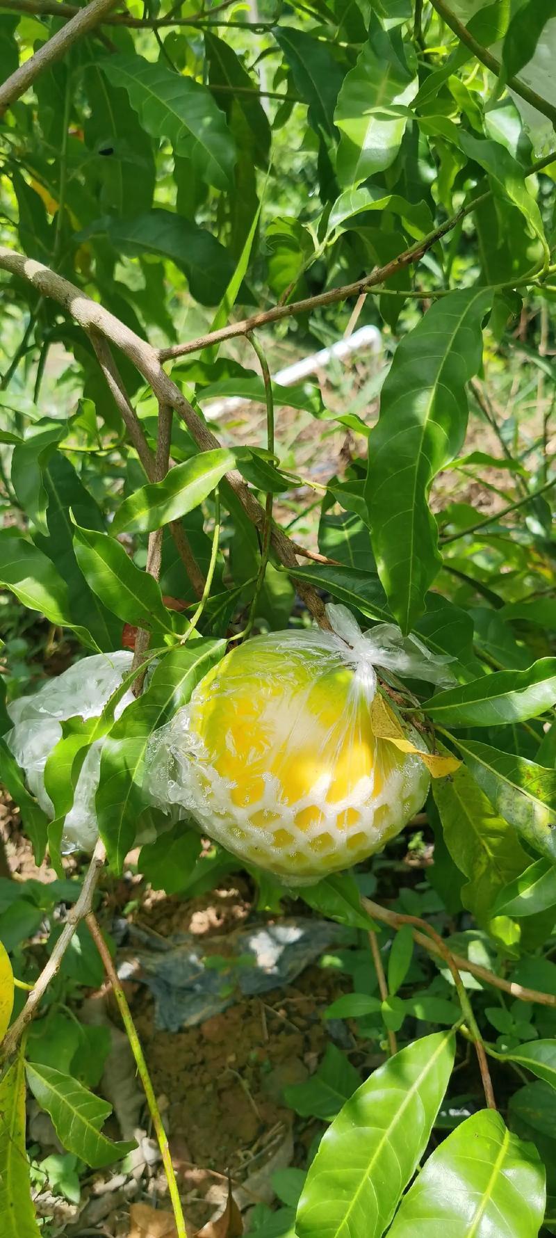黄晶果