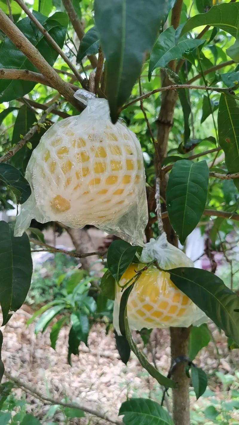 黄晶果