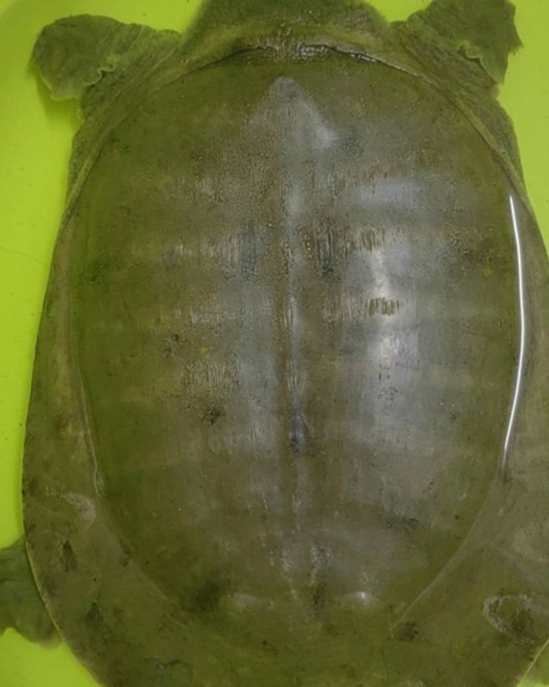 大甲鱼