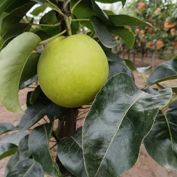翠冠梨