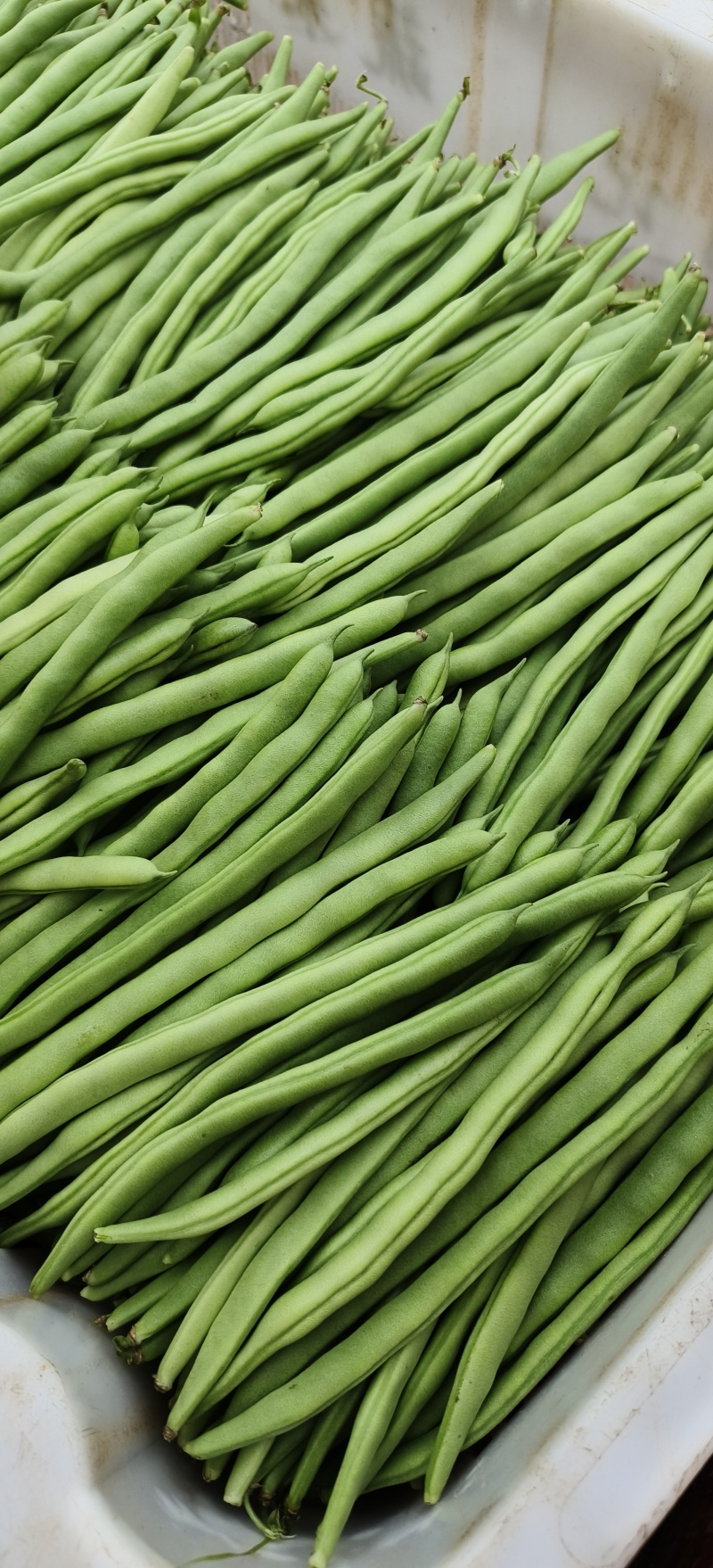 小金豆