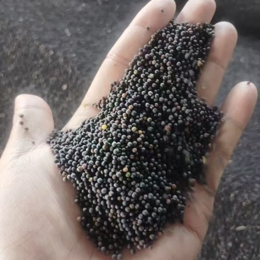 湖北优质油菜籽销售，量大从优