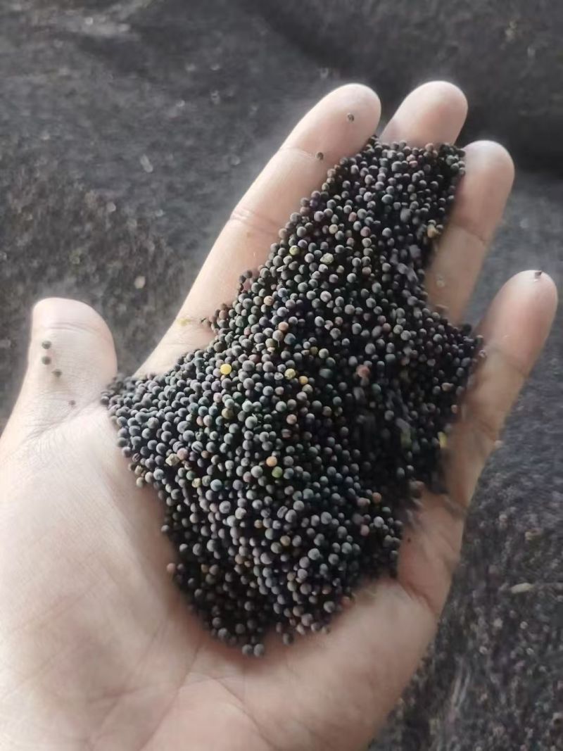 湖北优质油菜籽销售，量大从优