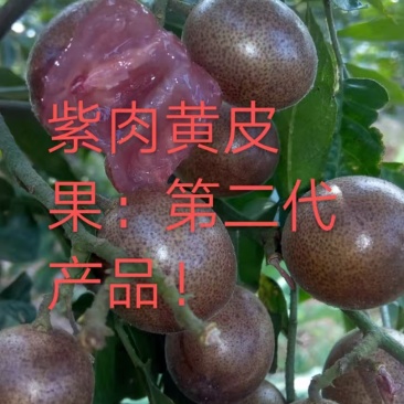 全球**的（紫肉黄皮果）5吨