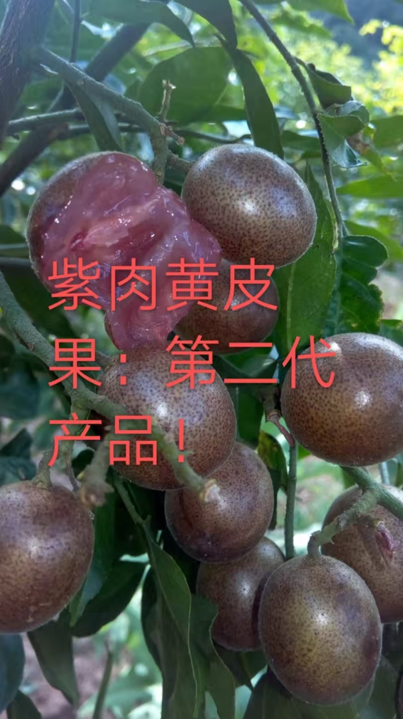 全球**的（紫肉黄皮果）5吨