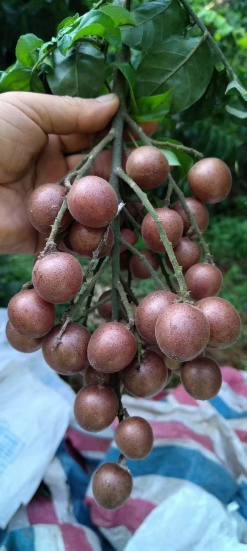 全球**的（紫肉黄皮果）5吨