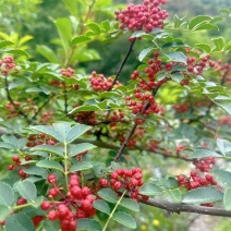 花椒