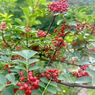 花椒
