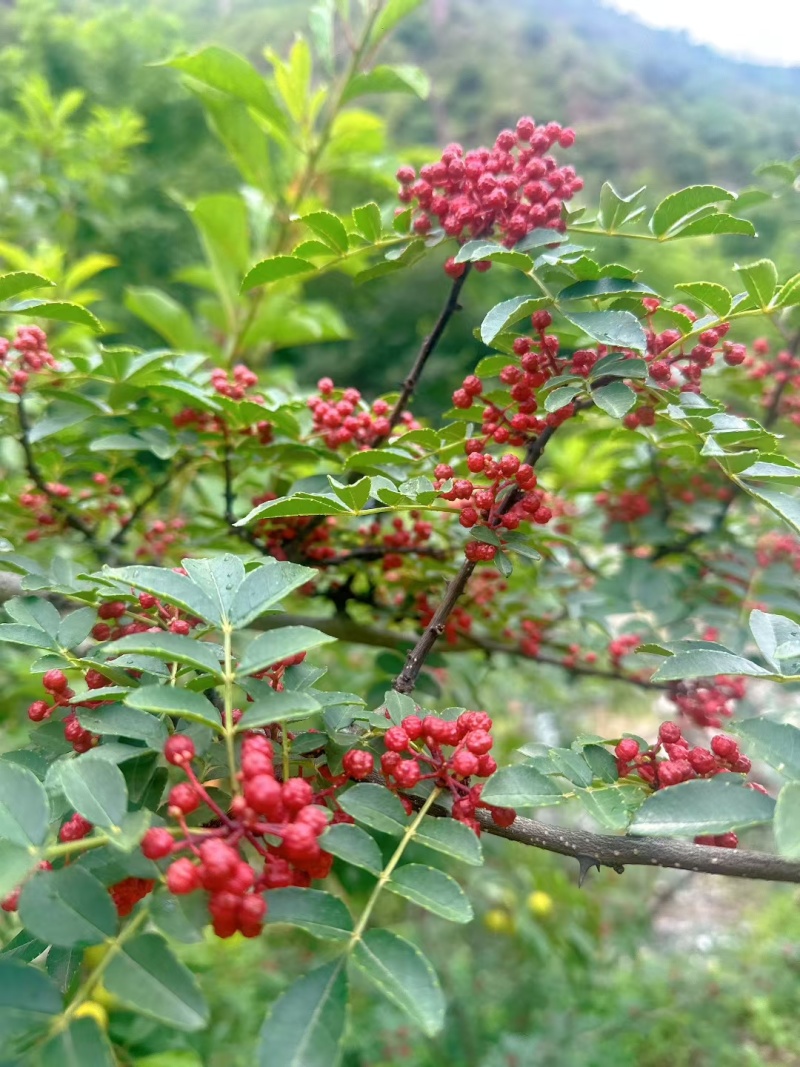 花椒