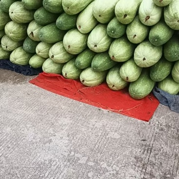 福建花冬瓜
