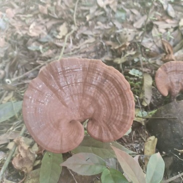 灵芝，灵芝孢子粉，桑黄，铁皮石斛