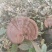 灵芝，灵芝孢子粉，桑黄，铁皮石斛